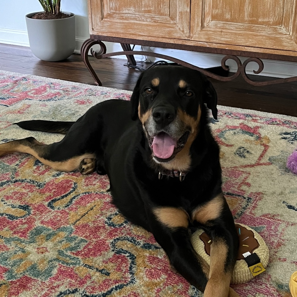 Meet your Posher, Elizabeth